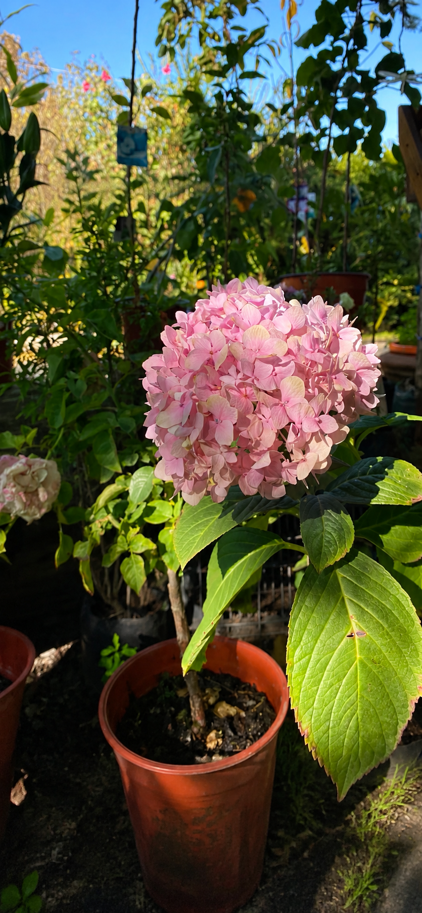 Hortensia rosada en el jardín