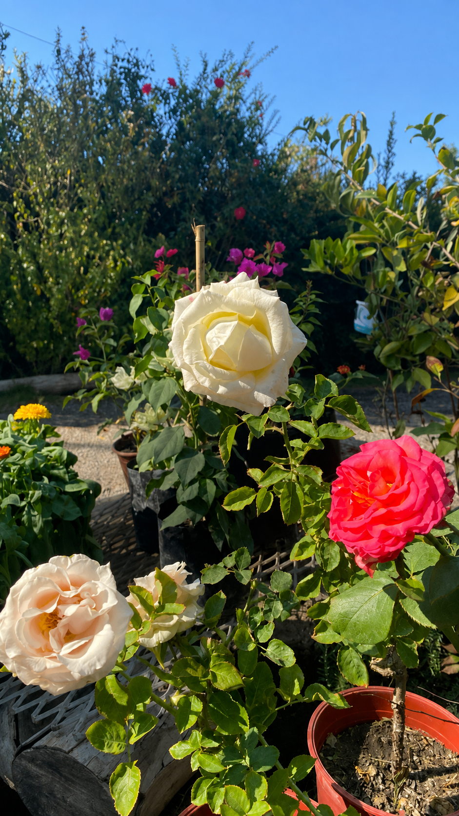 Rosas blancas y rosadas en el jardín